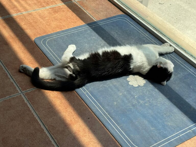 Schuhmatten säubern ► Schmutzfang wieder frisch