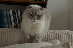 Katzenhaare vom Sofa entfernen | einfach & gründlich