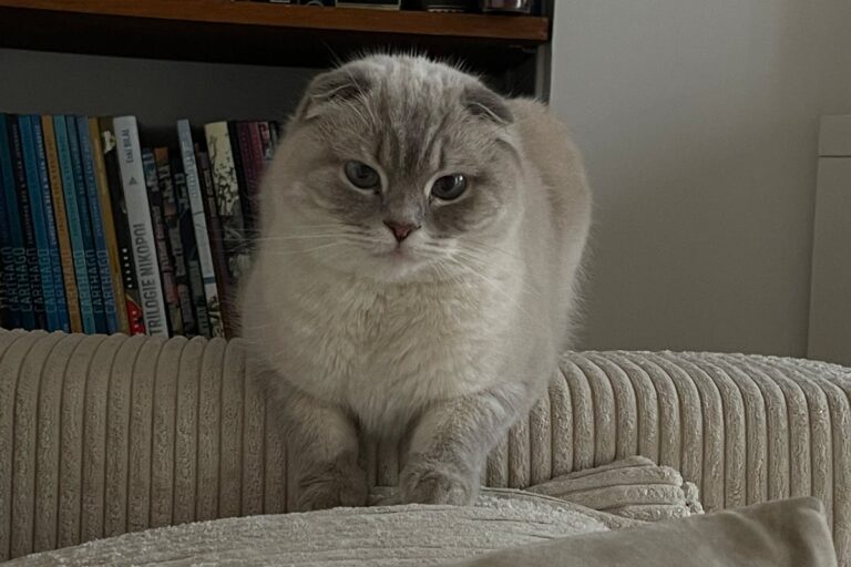 Katzenhaare vom Sofa entfernen | einfach & gründlich